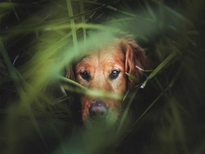 Perro escondido entre la hierba