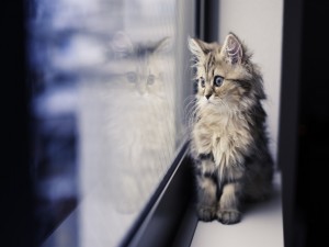 Gatito junto a una ventana