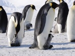 Colonia de pingüinos emperador