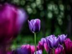 Tulipanes de color fucsia y púrpura