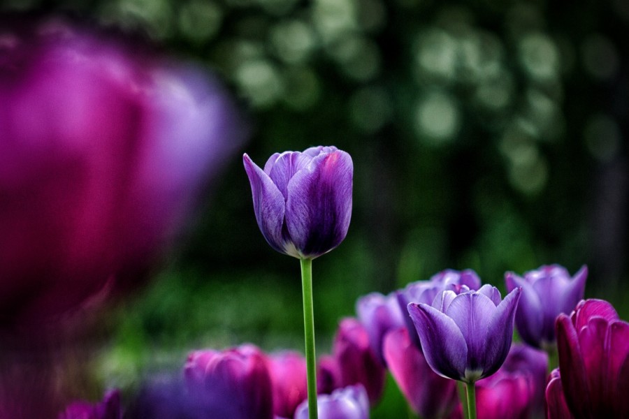 Tulipanes de color fucsia y púrpura