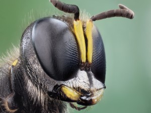 Cabeza de una abeja