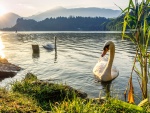 Pareja de cisnes en el lago