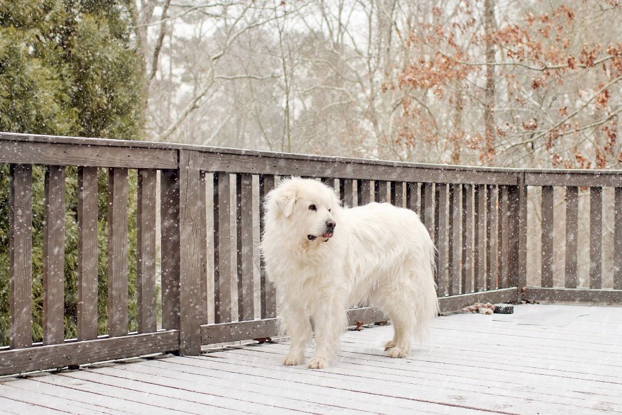 Perro blanco bajo la nevada