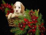 Tierno cachorro en una cesta con ramas de pino y flores