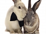 Pareja de conejos preparados para el casamiento