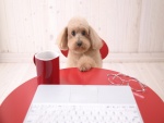 Perrito sentado frente a un ordenador portátil