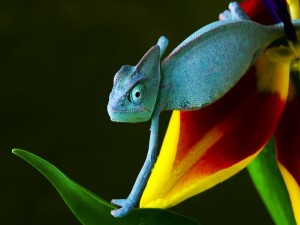 Camaleón sobre una flor