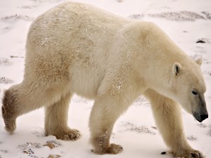 Oso polar caminando en la nieve