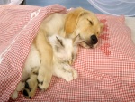 Perro y gato durmiendo abrazados