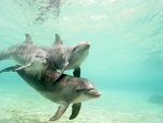 Tres delfines en el agua