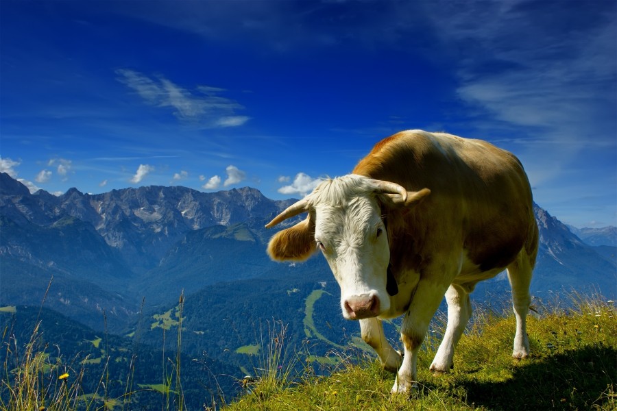 Una vaca en la montaña