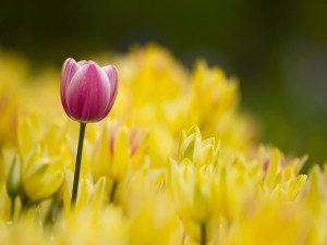 Un tulipán rosa entre tulipanes amarillos