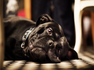 Perro negro descansando en el suelo