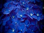 Hortensias azuladas