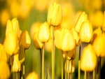 Tulipanes amarillos brillando al sol