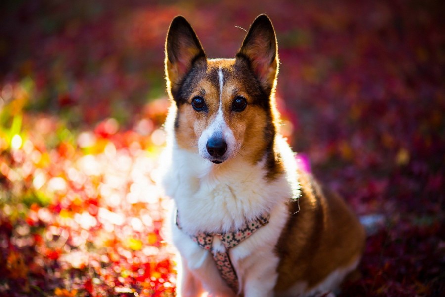 Perro sentado sobre las hojas