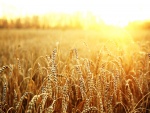 Sol iluminando el campo de trigo