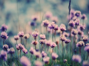 Postal: Lindas flores violetas entre la hierba