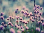 Lindas flores violetas entre la hierba