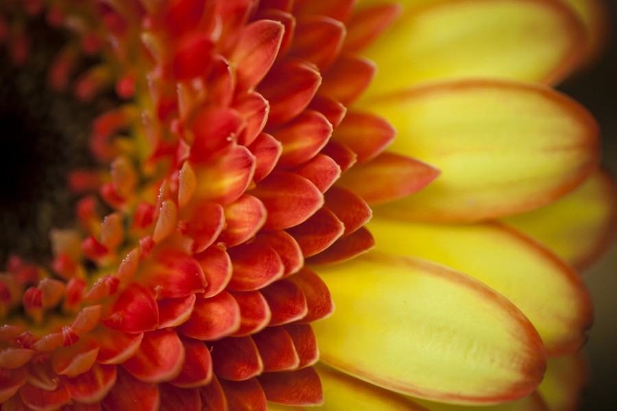 Los pétalos rojos y amarillos de una gerbera