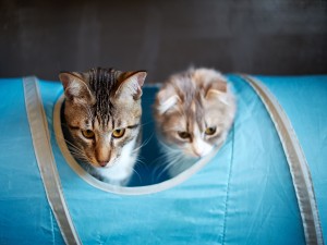 Postal: Dos gatos jugando en un tubo