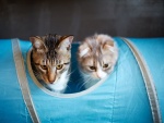 Dos gatos jugando en un tubo