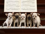 Chihuahuas sobre las teclas de un piano