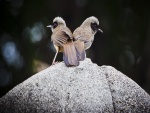 Dos pájaros sobre una roca