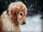 Un bonito perro bajo la nieve