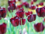Hermosos tulipanes rojos en el campo