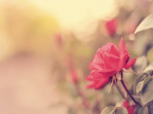 Hermosa rosa en el rosal