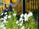Bonitas flores blancas junto a una valla negra