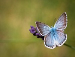 Una bonita mariposa posándose sobre una flor