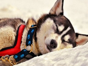 Perro durmiendo en la nieve
