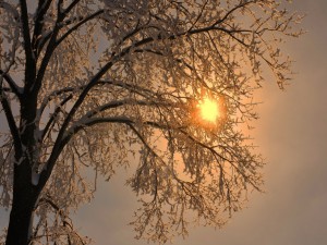 Los rayos del sol entre las ramas nevadas de un árbol