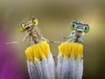 Insectos posados sobre las flores