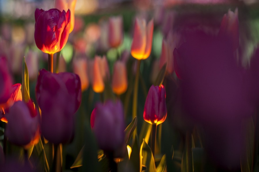 Tulipanes recibiendo los primeros rayos del sol