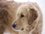 Copos de nieve sobre el perro