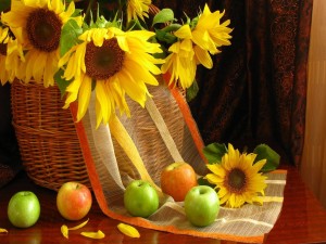 Girasoles en una cesta y manzanas a su alrededor