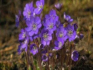 Espléndidas violetas en primavera
