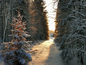 Camino nevado iluminado por los rayos del sol