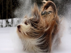 Perro corriendo en la nieve