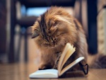 Gato mirando un libro