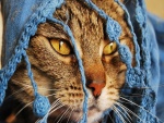 Gato con una bufanda azul en la cabeza