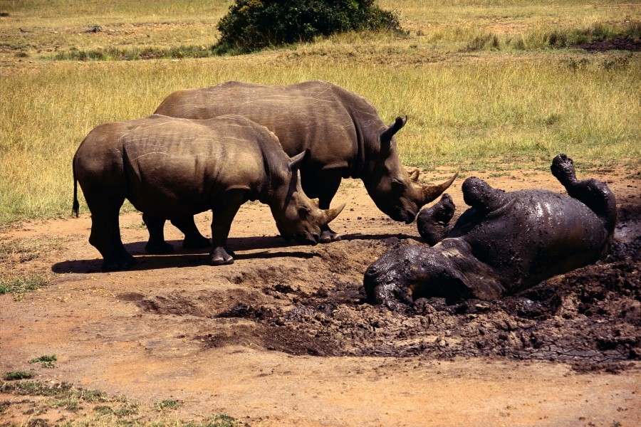Rinocerontes jugando en el barro