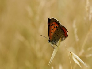 Mariposa posada en el campo