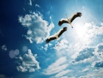 Dos cigüeñas volando por el cielo