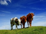 Tres vacas con cencerros sobre la hierba