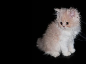Hermoso gatito blanco